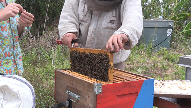 Miel - Danger - Météo - Varroa - Pesticide - La Réunion