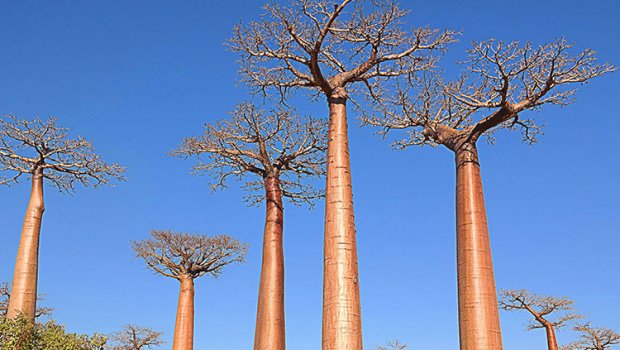 Morondava - attaque des dahalo 