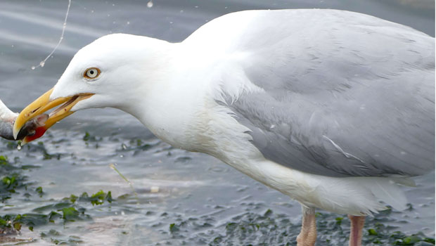 Mouette-faits insolites