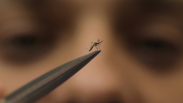 Moustique - Dengue - Octobre