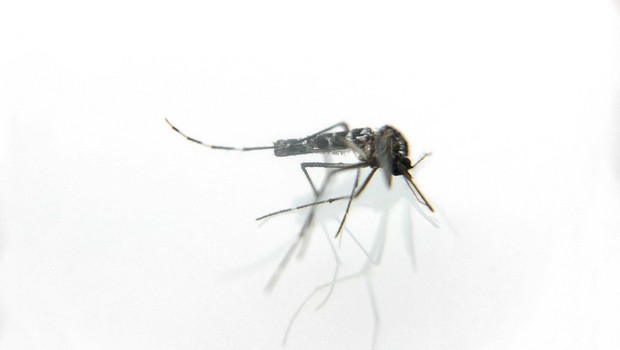 Moustique - Dengue - Octobre 2023