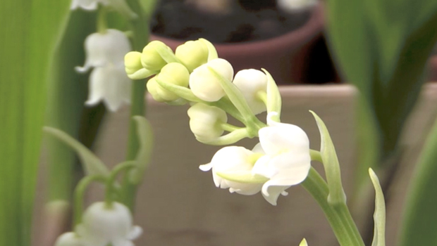 Fleuriste - Muguet - La Réunion - 1er mai