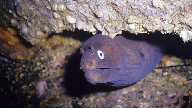 La murène aux yeux blancs (Sidera thyrsoidea) est familière des cavités rocheuses des atolls 