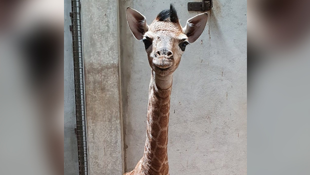 Parc Casela - Nyota - Girafon - Ile Maurice - Insolite