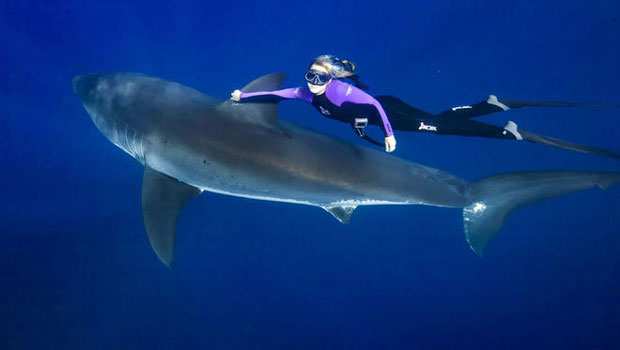 Plongée-requin