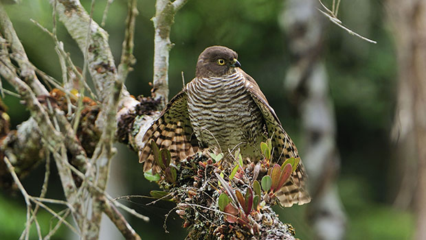 Oiseau Madagascar