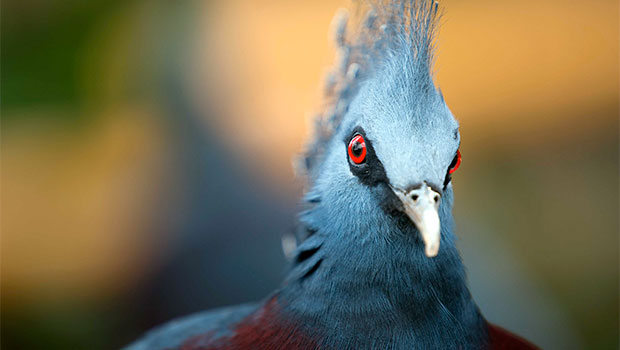 Millions d’oiseaux perdus en Europe