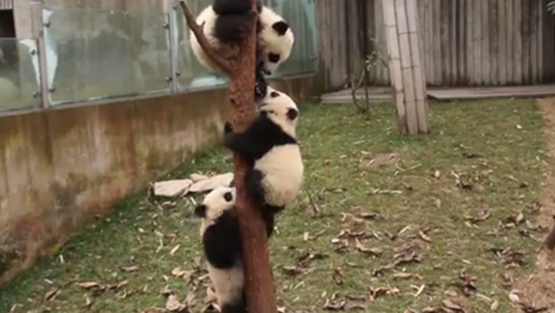 Solidarité animale : ces trois pandas s’épaulent pour descendre d’un arbre