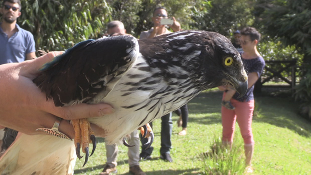 Faune - Papangue secouru - La Réunion