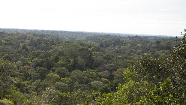 Parc amazonien 