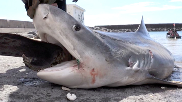 Concours - Pêche au gros - Saint Gilles - Requin - Thon - La Réunion