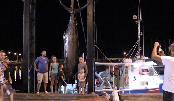 pêche - La Réunion - Marlin - 380 kilos