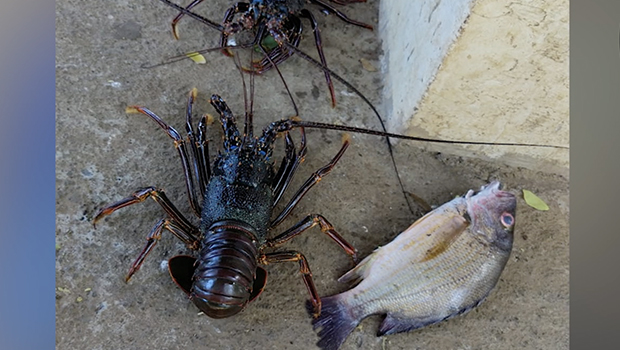 Braconnage de langoustes à La Réunion : l’unité littorale des affaires maritimes sur le qui-vive