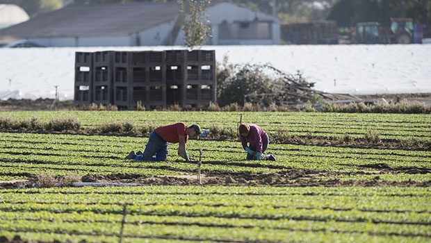 pesticide