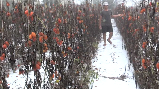 Petite-île - agriculteurs - La Réunion