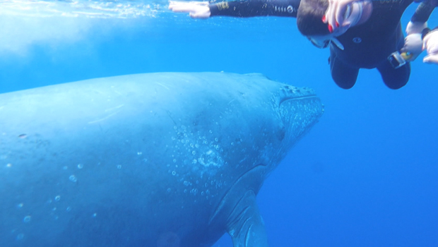 baleine - La Réunion