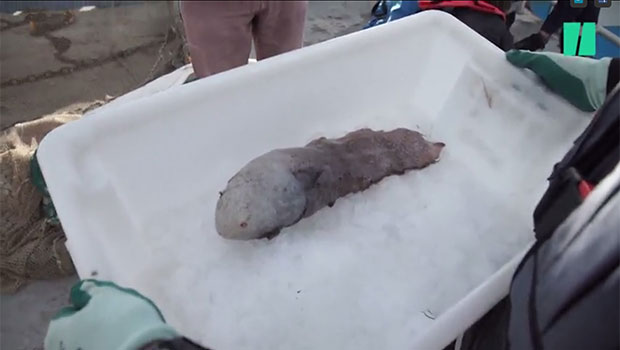 Poisson sans visage - Australie 