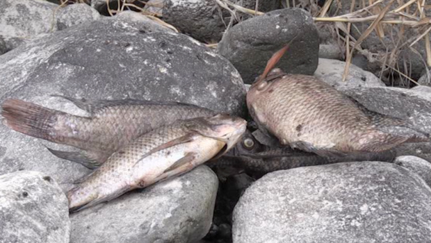 bas de la rivière - sec - poissons morts - Saint-Denis - La Réunion 