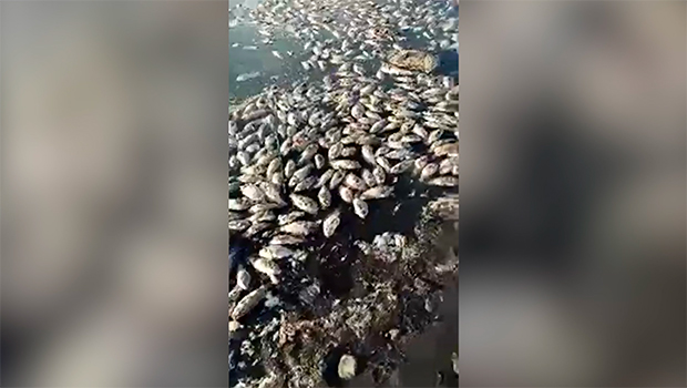 Poissons morts - Etang du Gol - Saint-Louis - La Réunion