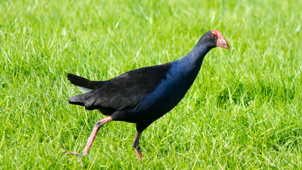 Nouvelle-Zélande-Pukeko