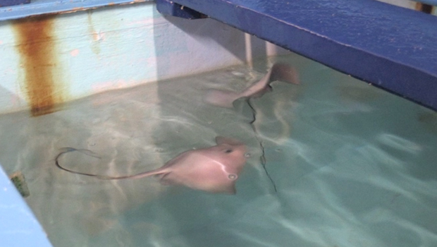 Raie - Enceinte - Bébé - Aquarium - Saint Gilles - La Réunion