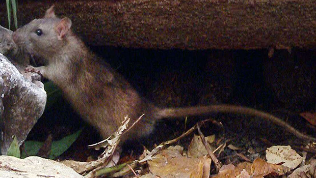 Madagascar - peste - rat