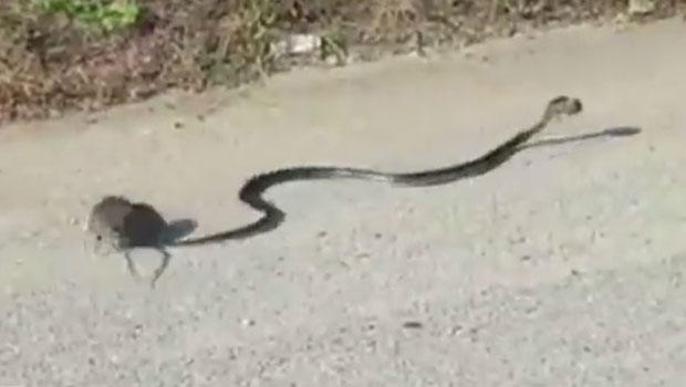 Rat - Serpent - Vidéo 