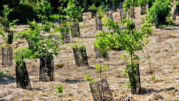 Reboisement - plantation d’arbres