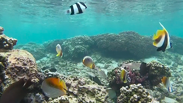 Reef Check - Hermitage - Lagon - Protection des coraux - La Réunion