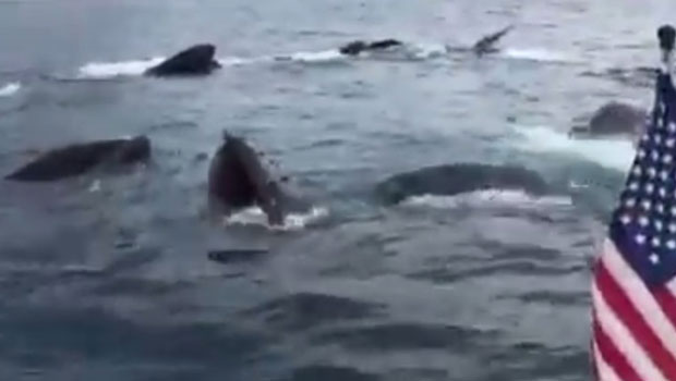 Alaska : deux pêcheurs filment leur rencontre avec un groupe de baleines