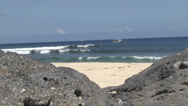 requin - crise requin - La Réunion