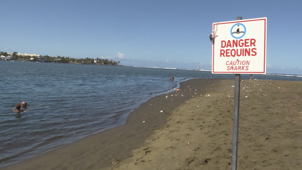 Etang-Salé - risque requin - requin - La Réunion