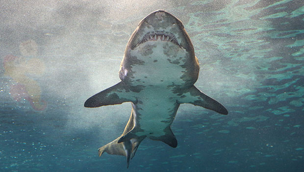 Un requin attaque un immense banc de raies au large de la Floride