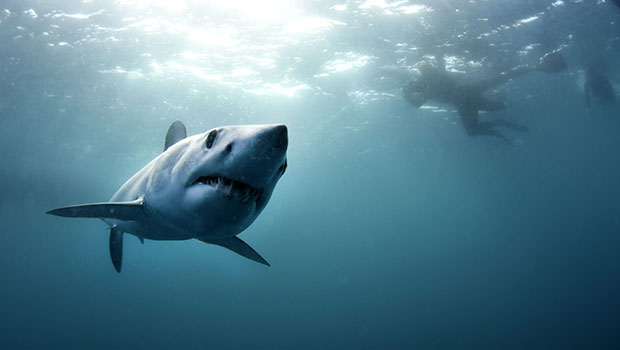 Suite à l'attaque mortelle de requin, les enquêtes se poursuivent