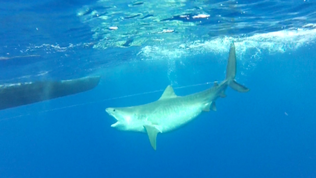 Cap Requins - Risque requin