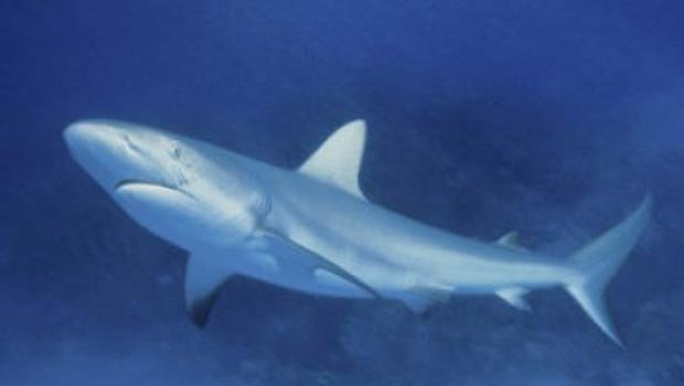 Migration d’une centaine de requins dans le golfe du Mexique, au large de Grand Isle, en Louisiane