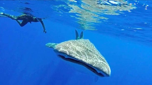 Un requin-baleine au large de l’Ermitage : un moment exceptionnel immortalisé en vidéo