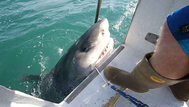 Un énorme requin tigre capturé au large de l’Australie