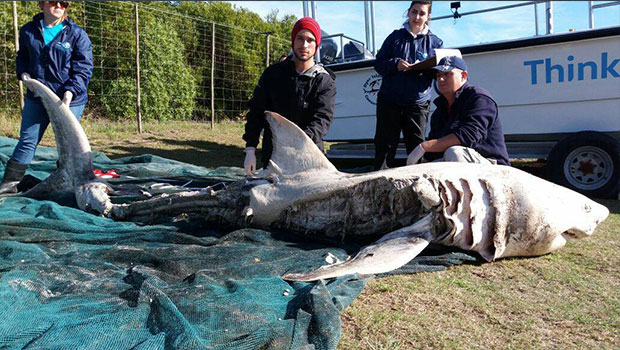 Requin blanc - Afrique du Sud 