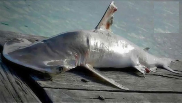 Requin-marteau - Découverte 