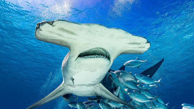 Requin-marteau ou requin-tigre : qui a la morsure la plus redoutable ?