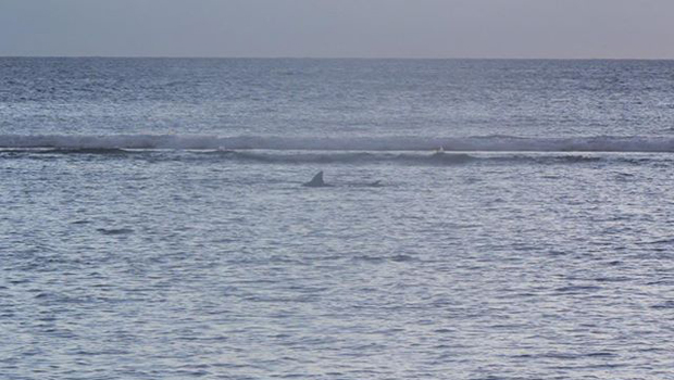 Saint-Leu - requin-bouledogue 