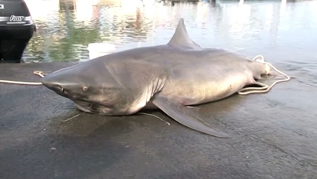 Pêche requin : un nouveau dispositif mis en place