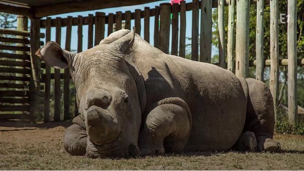 Kenya - rhinocéros blanc - euthanasie