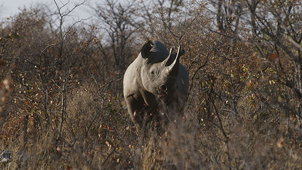 Namibie : un rhinocéros noir abattu pour 350 000 dollars