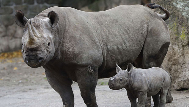 Loire-Atlantique - rhinocéros 