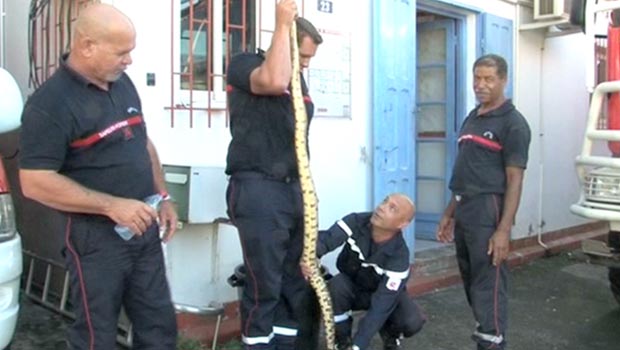 Saint-Gilles-Les-Hauts : un serpent toujours dans la nature ?