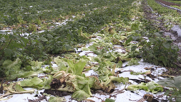 Intempéries début avril : l’agriculture de nouveau impacté par la météo - salade - intempéries