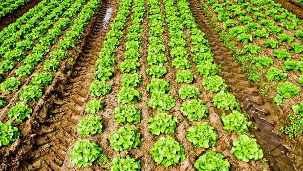 Plus de 10% des salades renferment des pesticides interdits