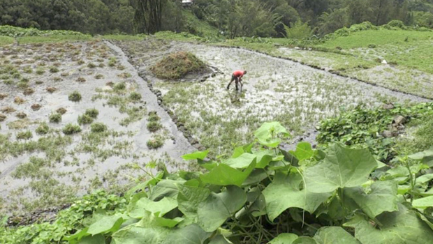 Agriculture - tempête - Salazie - Carlos - La Réunion